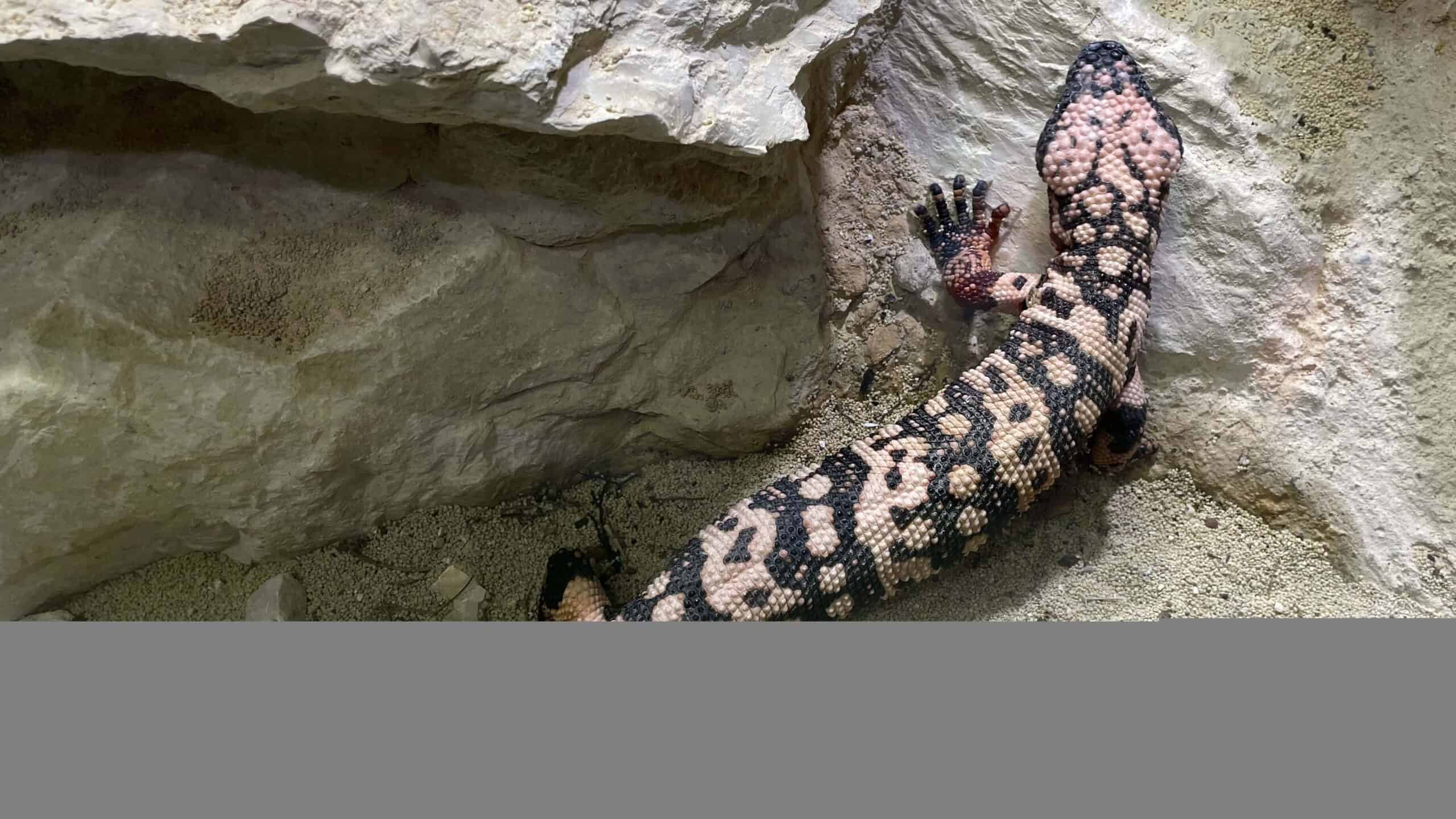 Gila monster.