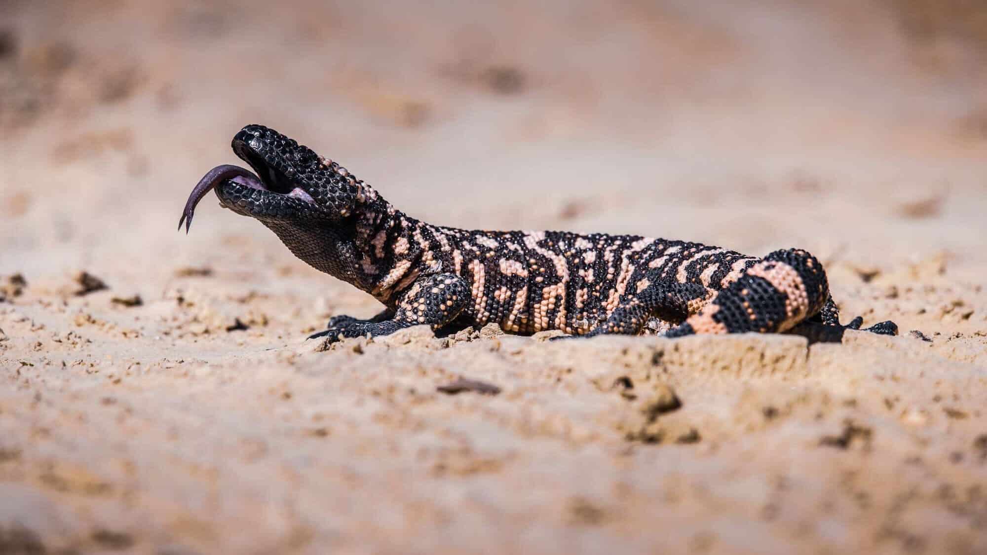 Gila Monster Bite
