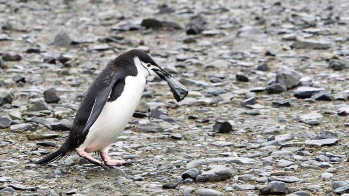 A Chinstrap penguin carries a rock in its mouth.