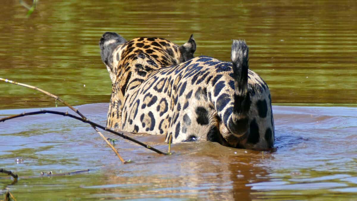 Jaguar