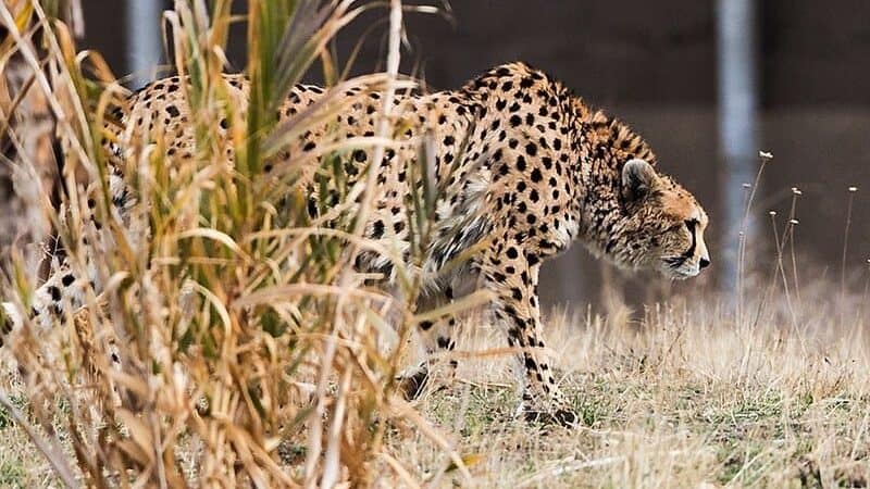 Iranian Cheetah