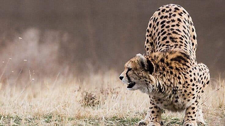 Iranian Cheetah