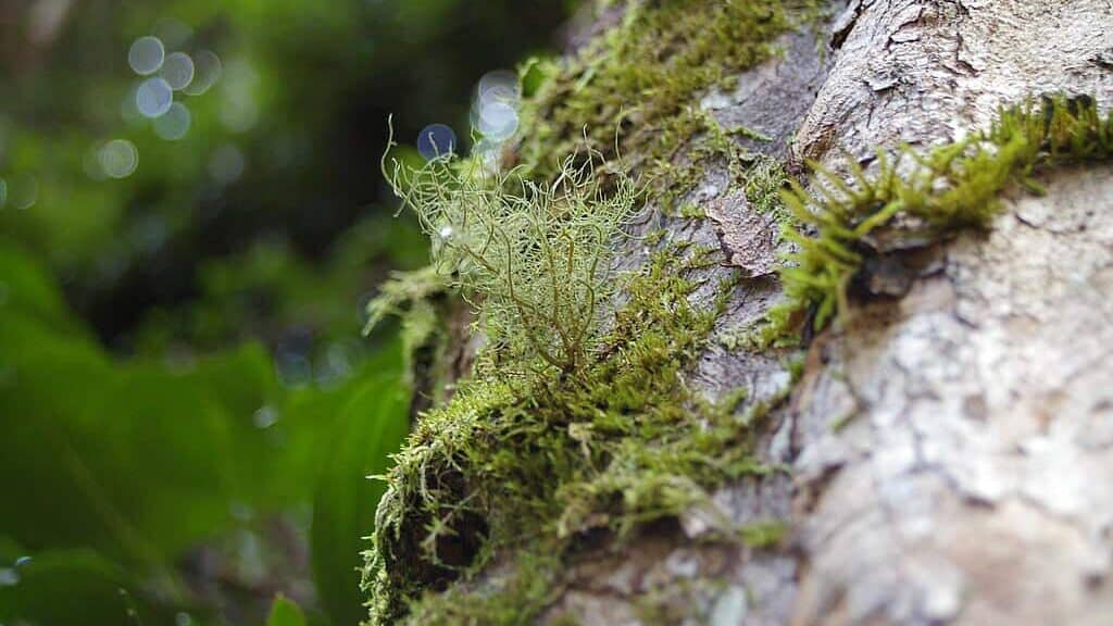Lichen on Lophostemon confertus trunk tall open forest Mt Glorious