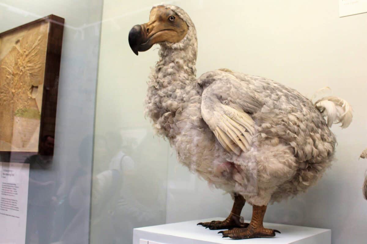 Dodo bird