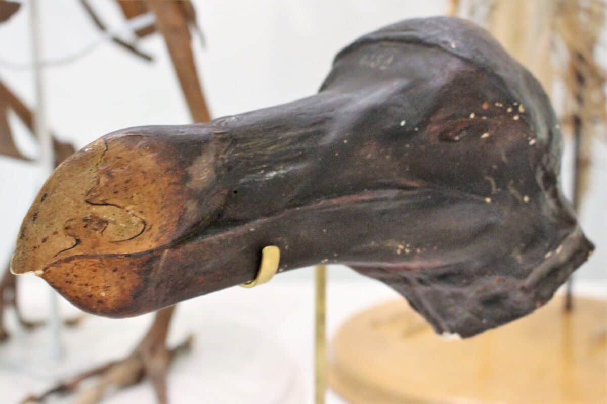 Dodo bird