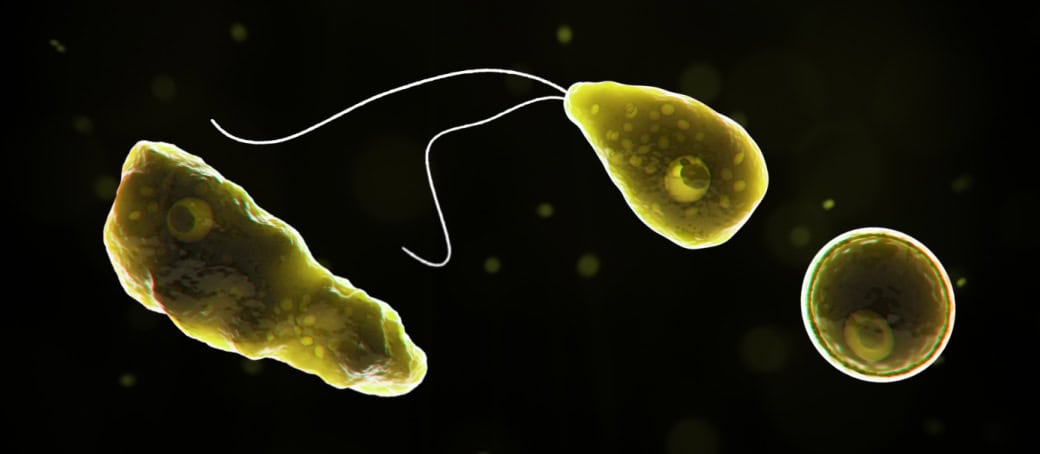 Brain-Eating Amoeba