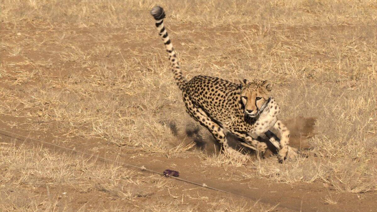Cheetah hunting a toy lure at Cheetah Conservation Fund, Otjiwarongo, Namibia