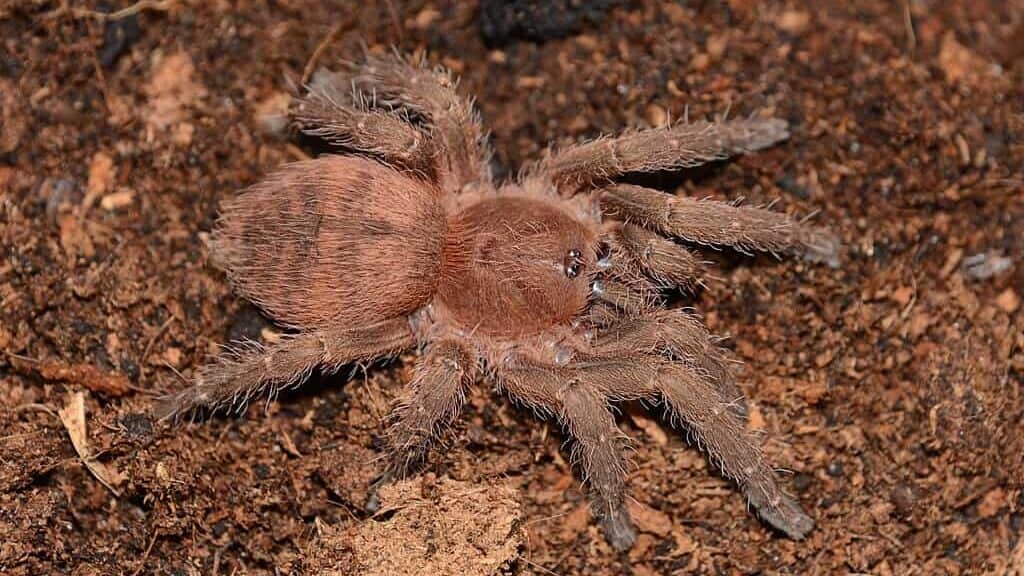 Tarantulas
