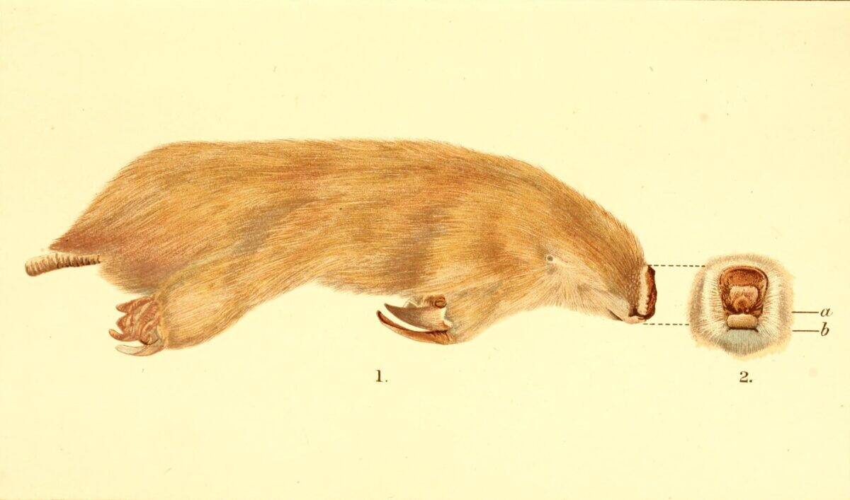 Marsupial Mole