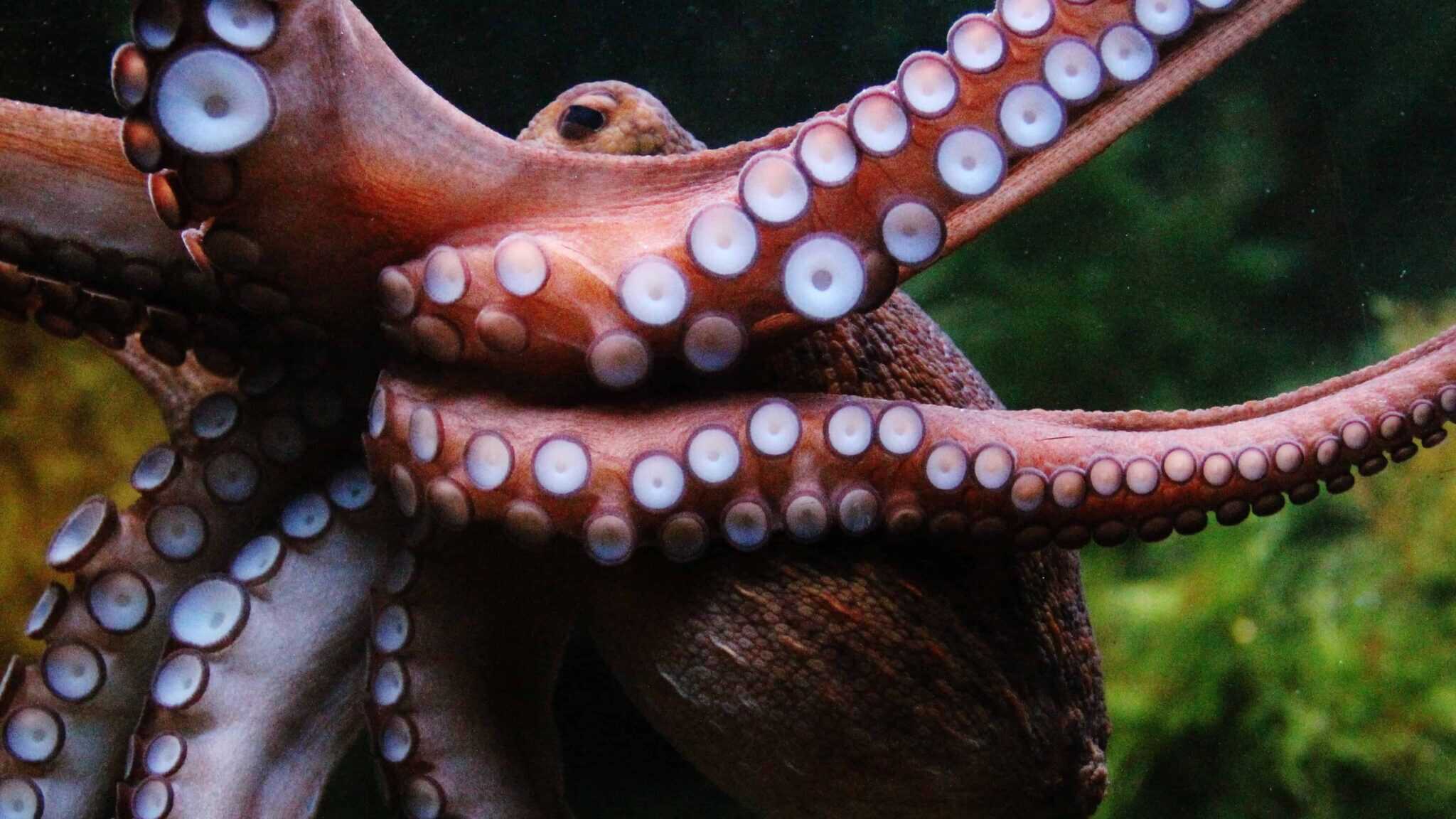 The Ocean's Escape Artist: Why Octopuses Outsmart Us All - Animals ...
