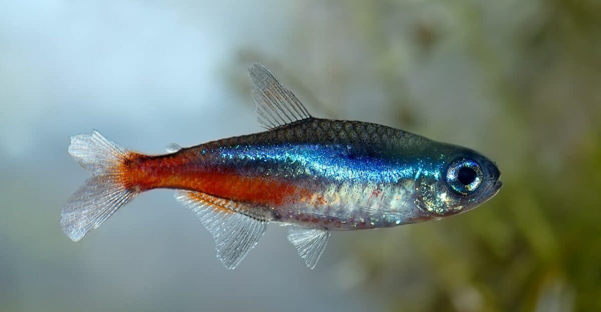 Neon Tetras