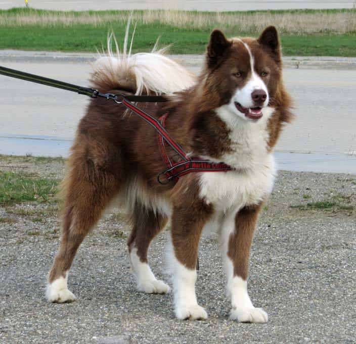 Canadian sledge dog