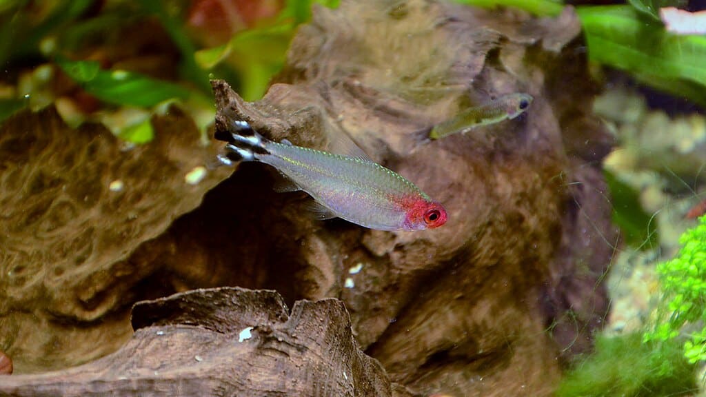 Nose Tetras