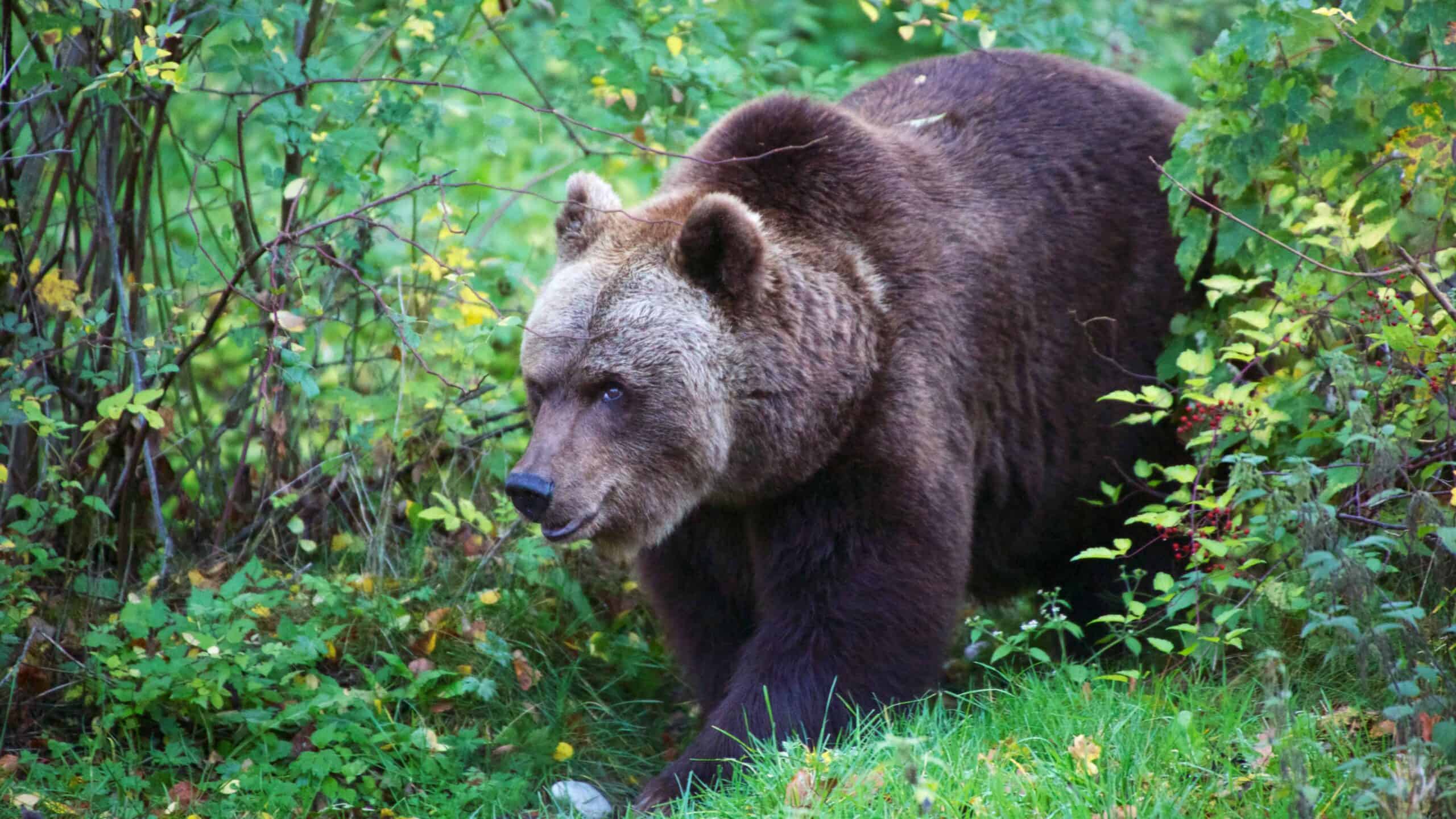 Bear