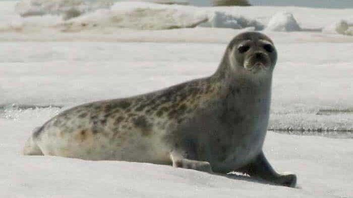 ringed seal