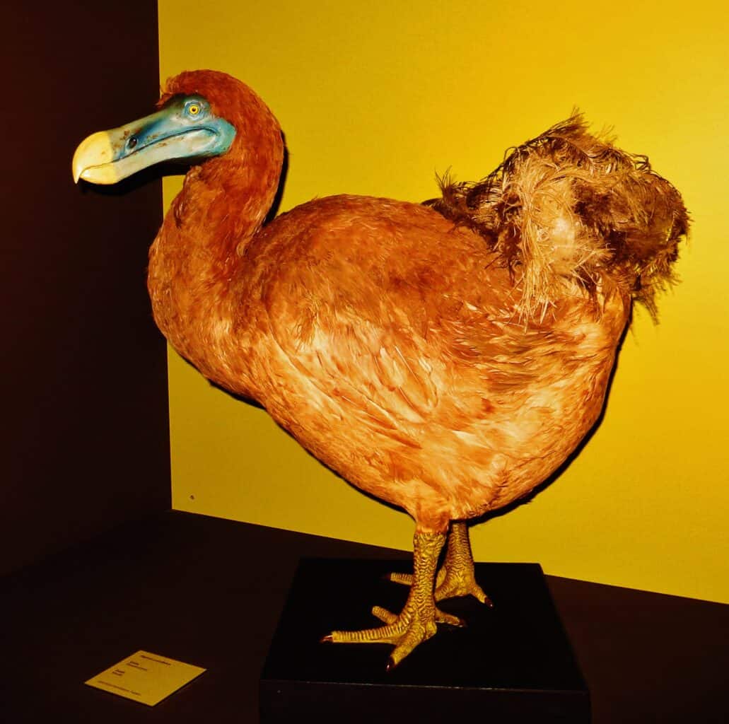 Dodo bird