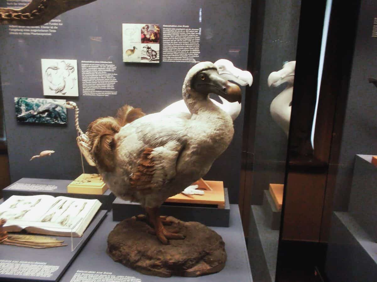 Dodo bird