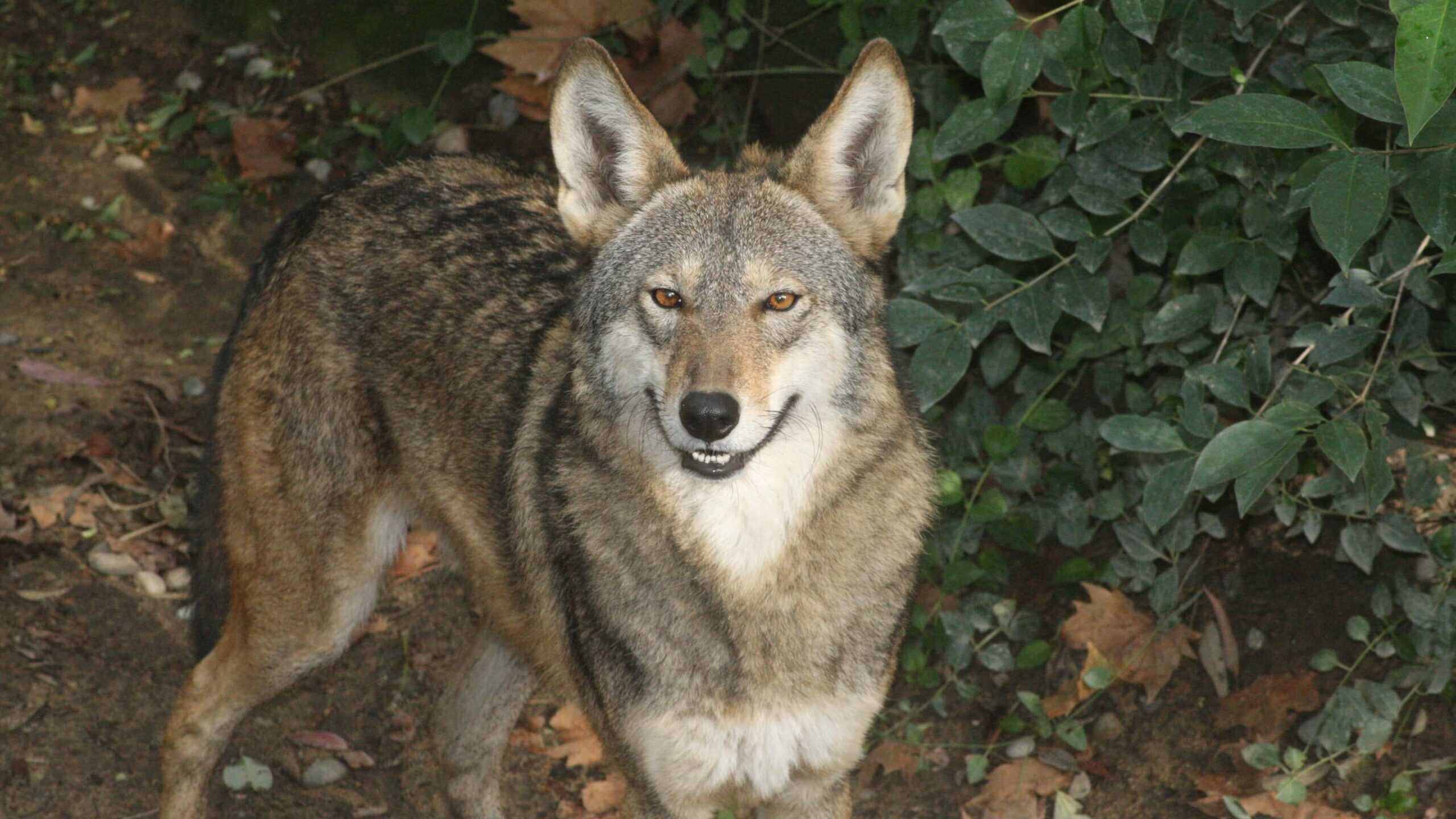 red wolf