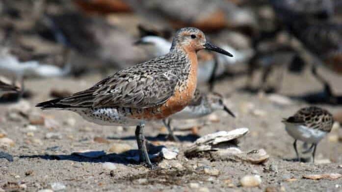Rufa Red Knot. Blackpoll Warbler. PJTurgeon, CC0, via Wikimedia Commons