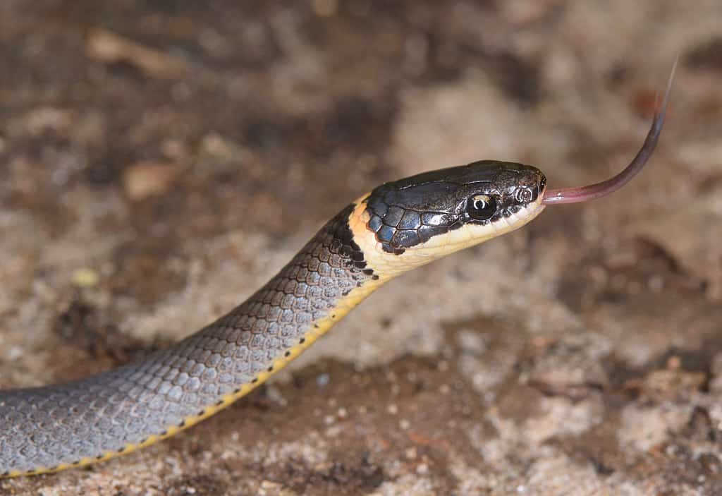 Ring necked Snake