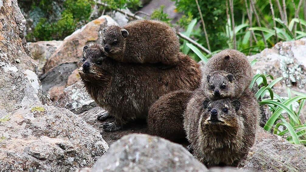 Rock Hyraxes