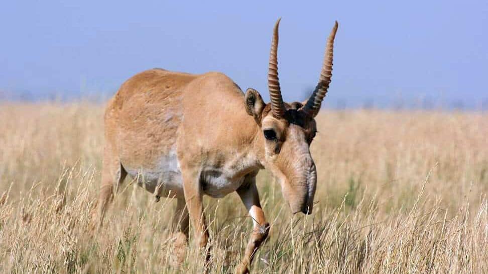 Saiga Antelope