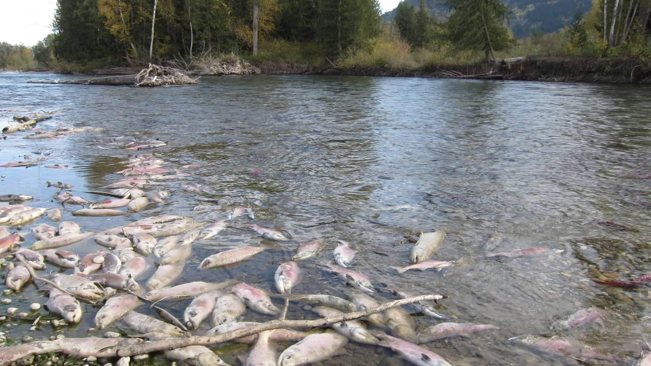 Salmon run