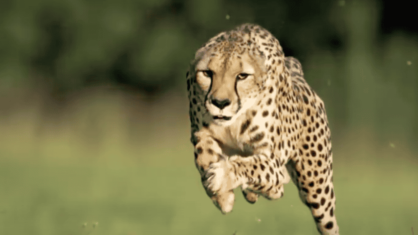 Cincinnati Zoo Cheetah Sets New World Speed Record in 100 Meter Run