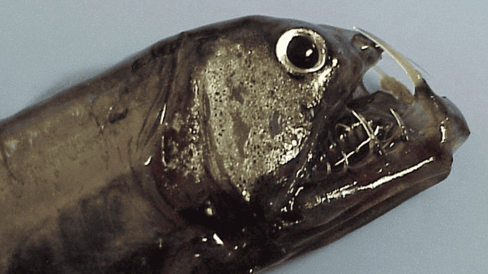 pacific viperfish