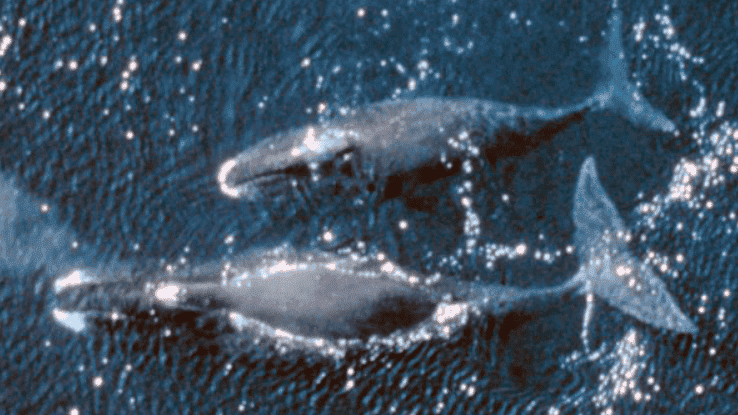Bowhead whales