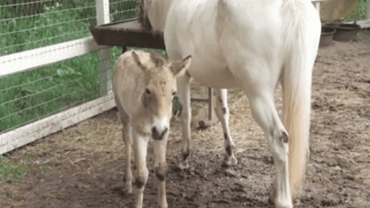 Grieving Mare Adopts Abandoned Rare Horse Foal Creating an Unbreakable Bond