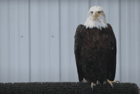 10 Things That Attract Eagles to Urban Areas And 3 That Push Them Out