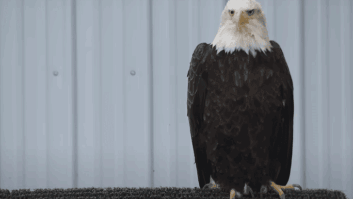 Vet Saves Bald Eagle with Fish Skin Just In Time For July Fourth