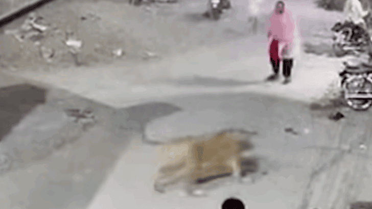 Lion Attack in Lahore Sparks Outrage and Demands for Exotic Pet Ban