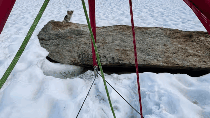 Tiny Dog Saves a Hiker Trapped in a Glacier