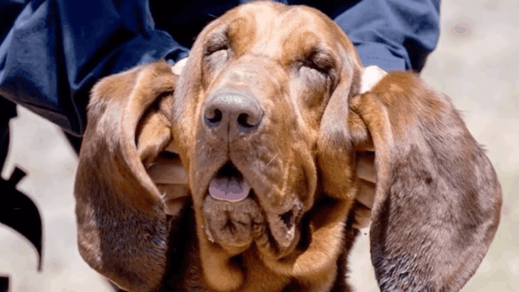 Italy Mourns Hero Police Dog Killed by Food Laced with Nails