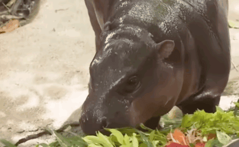 Moo Deng the Pygmy Hippo Turns One