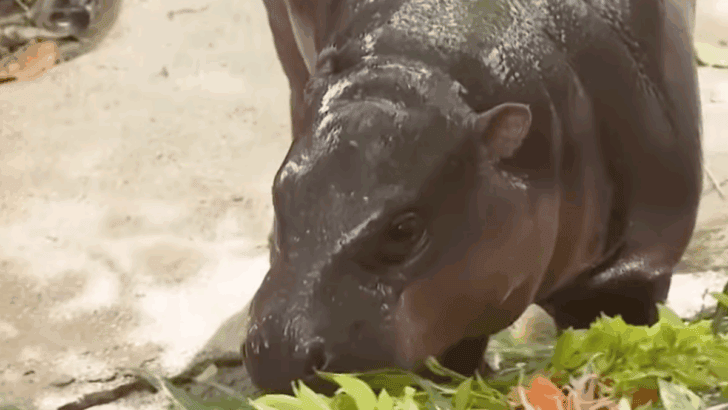 Moo Deng the Pygmy Hippo Turns One