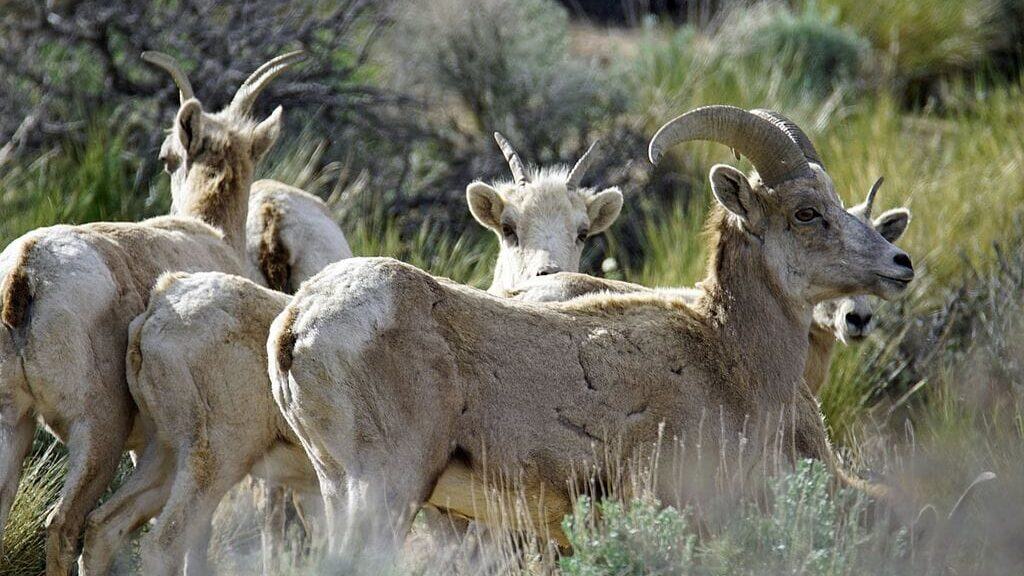 Sierra Nevada bighorn sheep