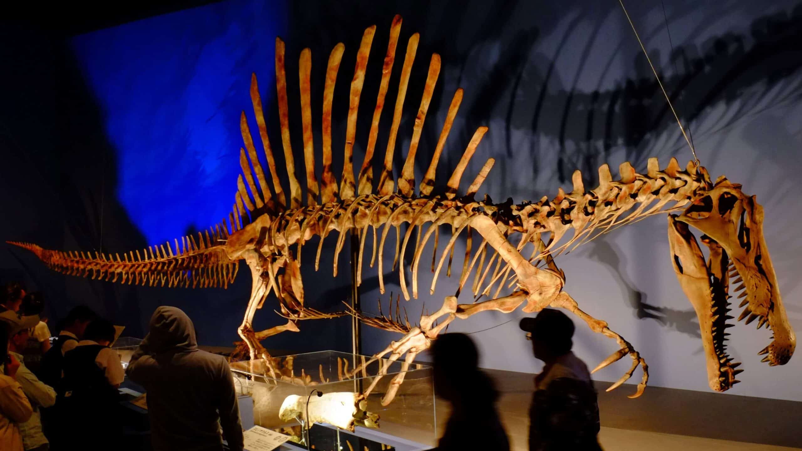 Spinosaurus in Japan Expo.