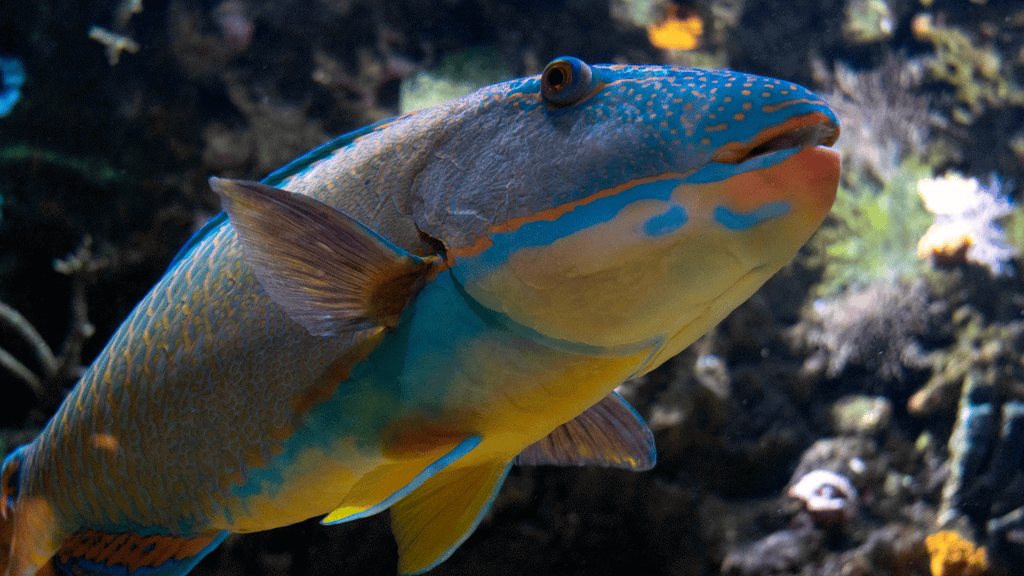 parrotfish
