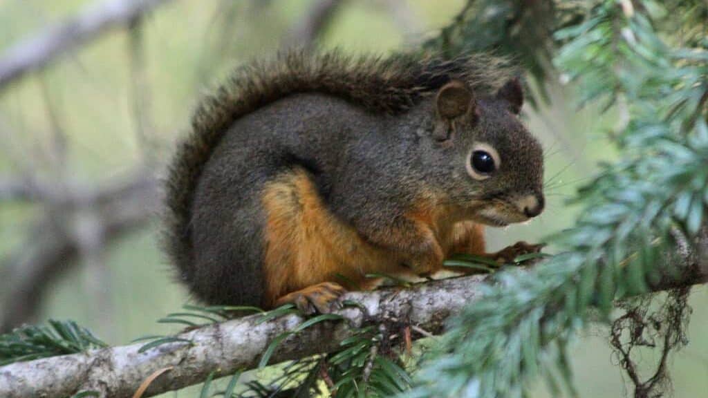 Douglas squirrel
