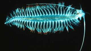 Tomopteris