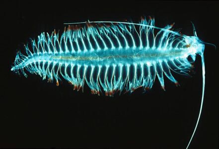 The Deep Sea’s Brightest Glow-in-the-Dark Creature Is a Living Light Show