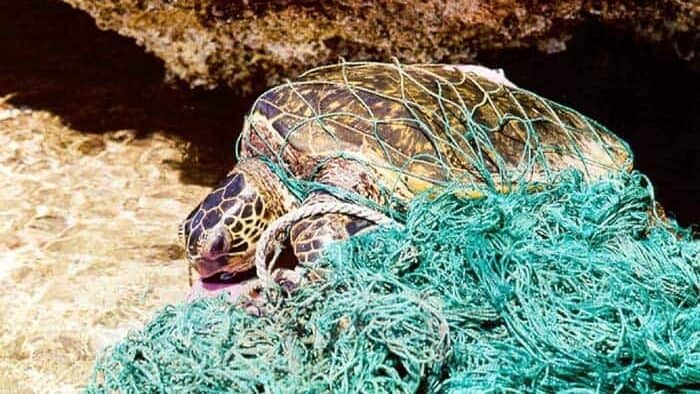 Sea Turtle entangled in sea debris