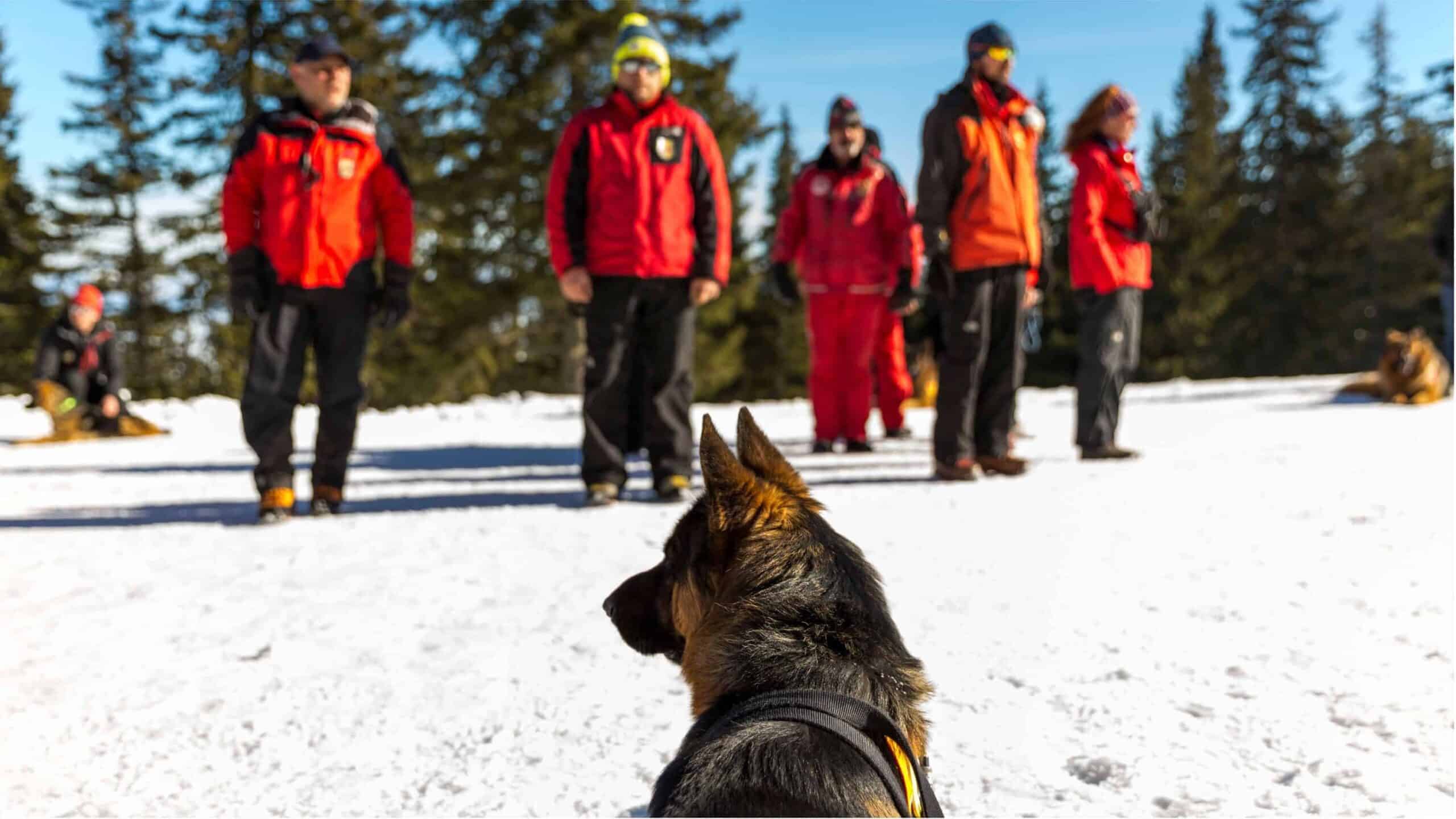 dog training