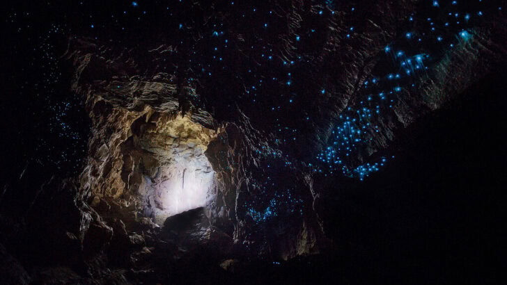 This Cave System Hosts Glowworms That Look Like Stars