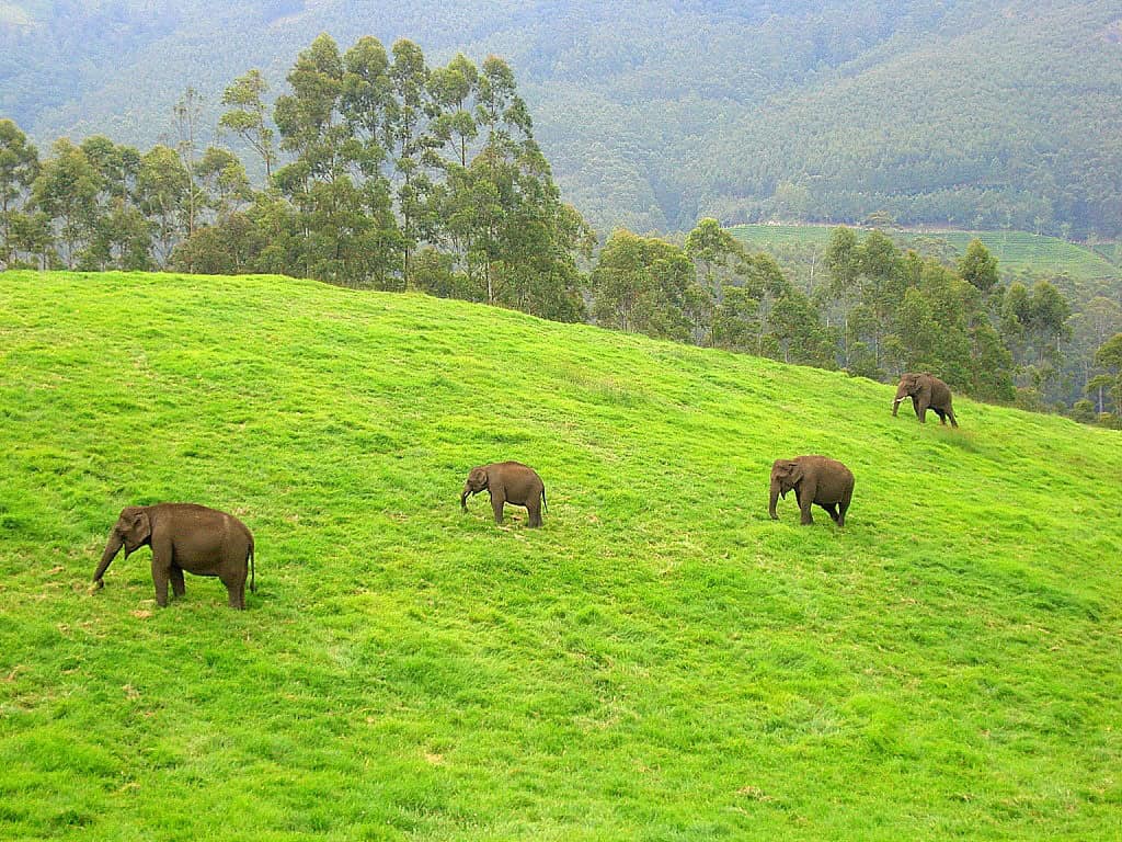 Elephant