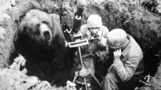 Wojtek the WWII Soldier Bear