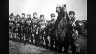 Wojtek the WWII Soldier Bear